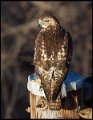 _5SB8696 red-tailed hawk immature